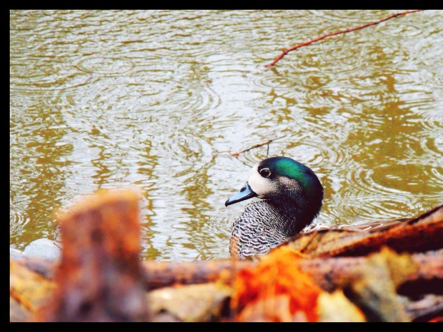 Canard mâle du Jardin des plantes