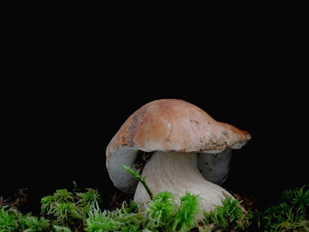 Les champignons : Par delà le bien et le mal