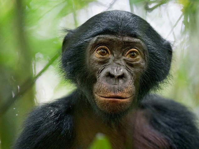 Bonobos, chimpanzés : comprendre notre héritage primate 