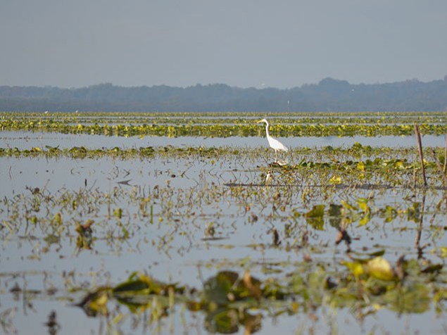 Le Lac de Grand-Lieu : systèmes aquifères et migrations ornithologiques 