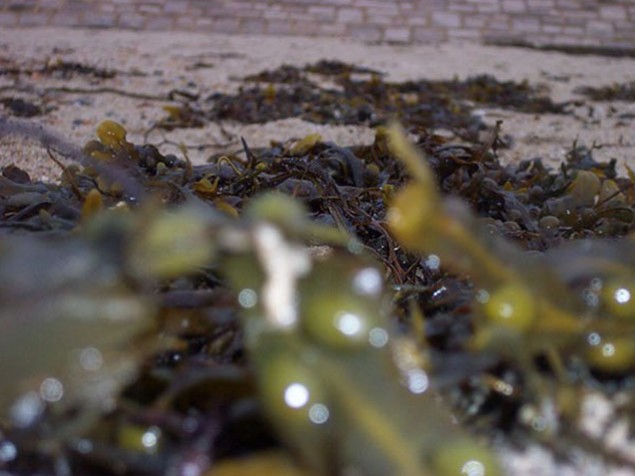 Insectes, algues : pourquoi ne sont-ils pas encore dans nos assiettes ?