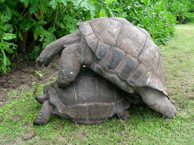 Tortues Géantes en concubinage