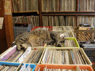 Chat qui dort sur des bacs de vinyles.