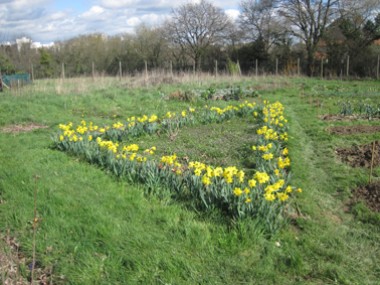 Triangle de Jonquilles (jardin partagé du Tillay)