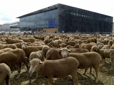Des moutons sur l'esplanade J4 de Marseille à l'arrivée du parcours 