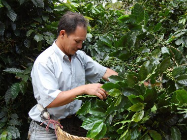 Cueilleur de café de la coopérative Azabache COCAAL (Honduras)