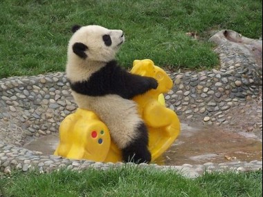 Attention, les pandas vont bientôt être lâchés...