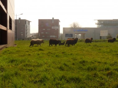 Moutons de Ecomouton en paturage urbain