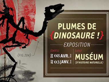 Expo Plumes de Dinosaure, Muséum histoire naturelle, Nantes