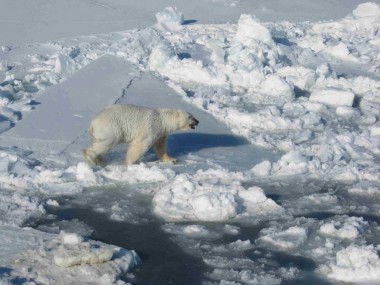 un ours polaire