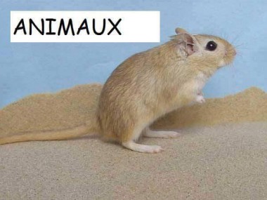 Animaux