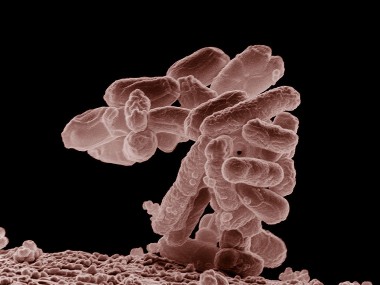 Escherichia coli