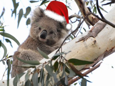 Bonnes fêtes de fin d'année à tous nos petits koalas