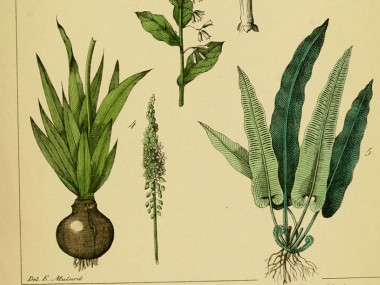 Traité plantes