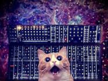 cats on synth