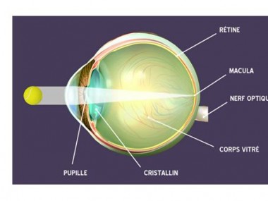 schéma de l'oeil