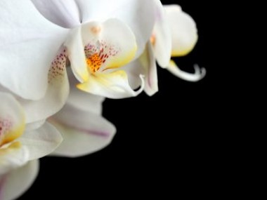 Orchidée Phalaenopsis