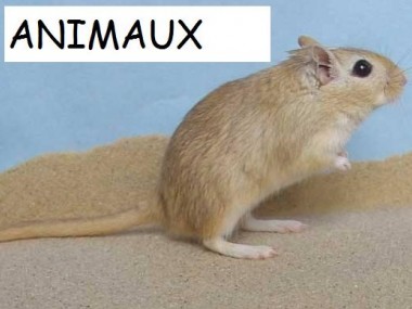 ANIMAUX