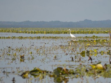 Le Lac de Grand-Lieu : systèmes aquifères et migrations ornithologiques